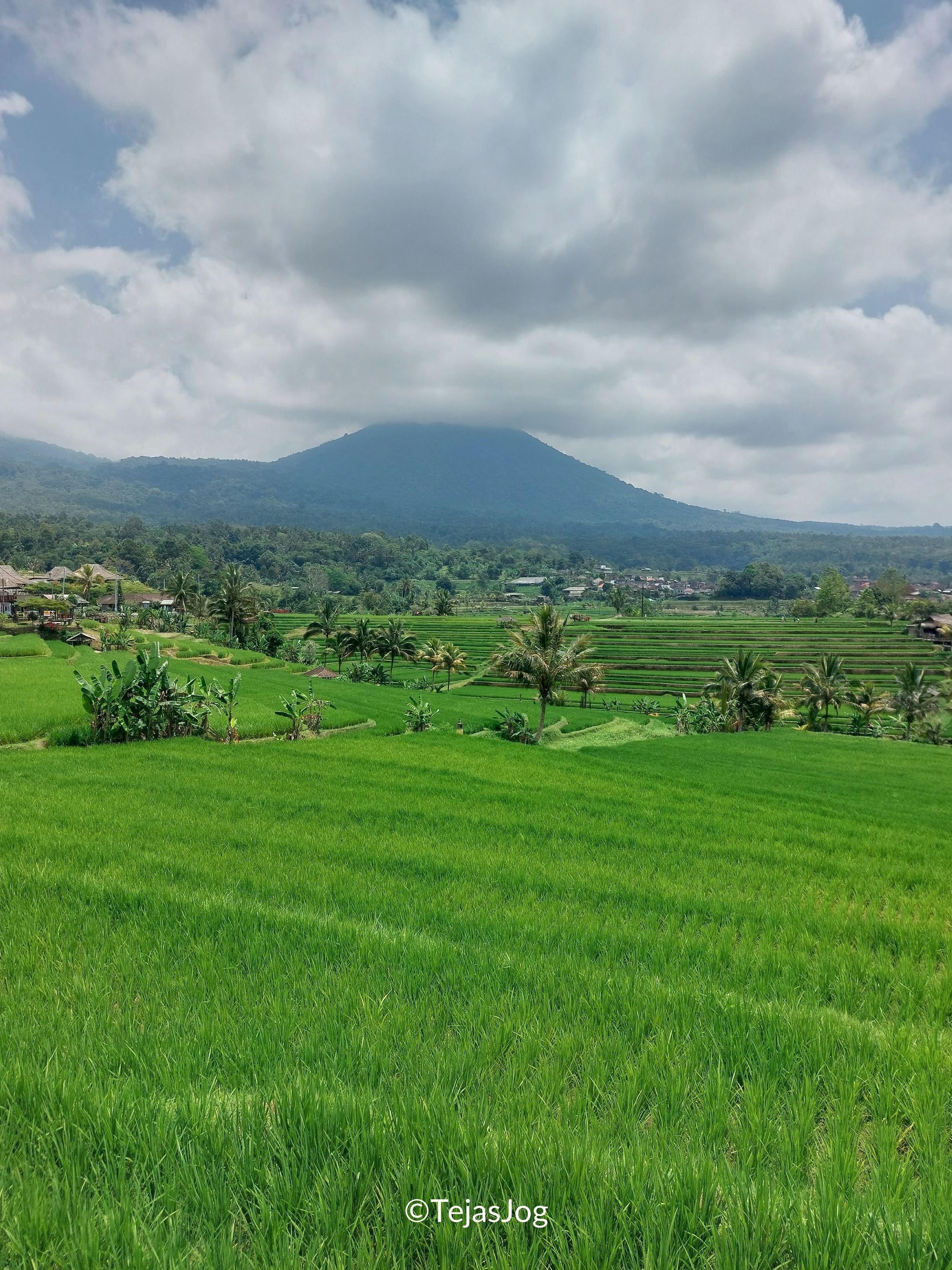 Jatiluwih Rice Terraces