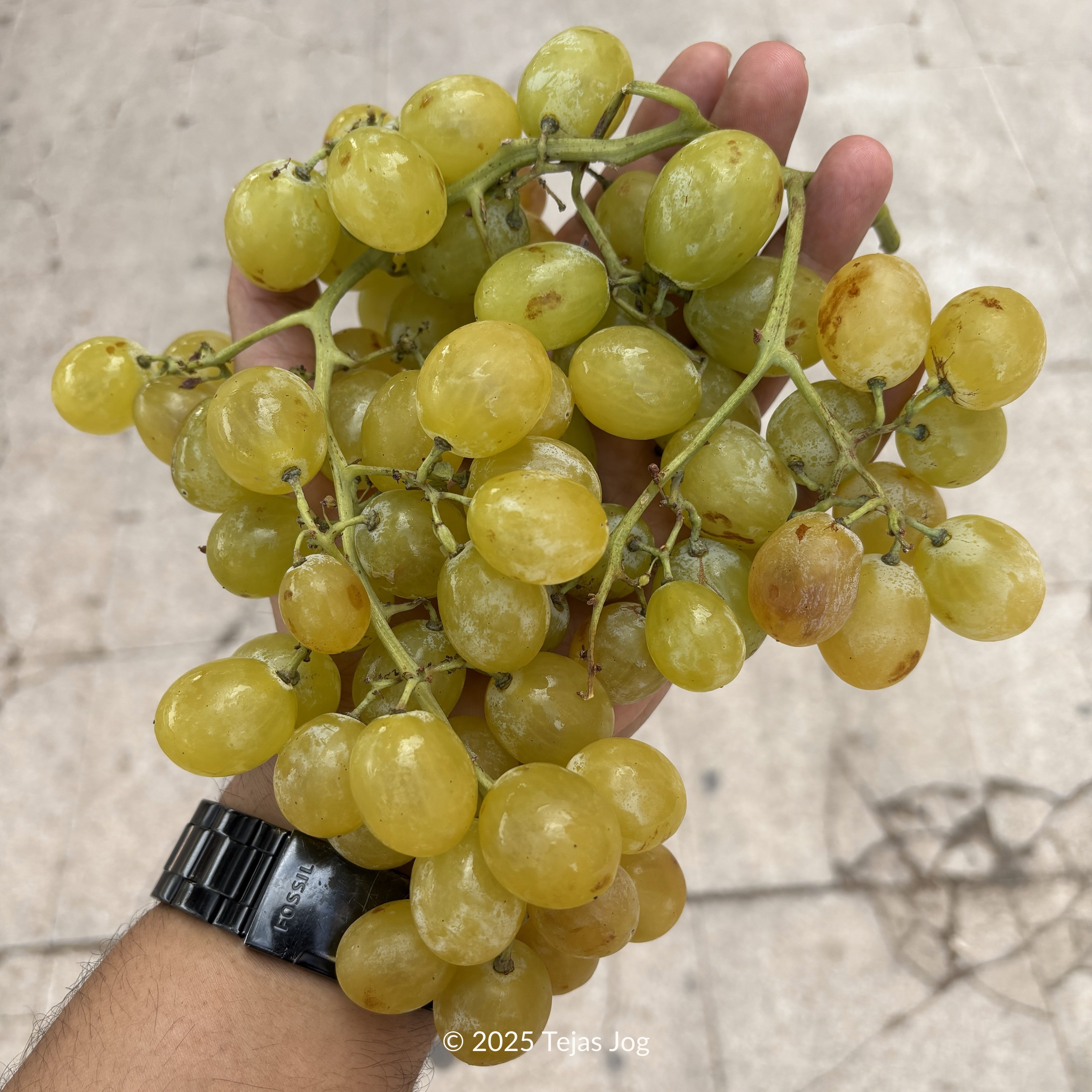Grapes