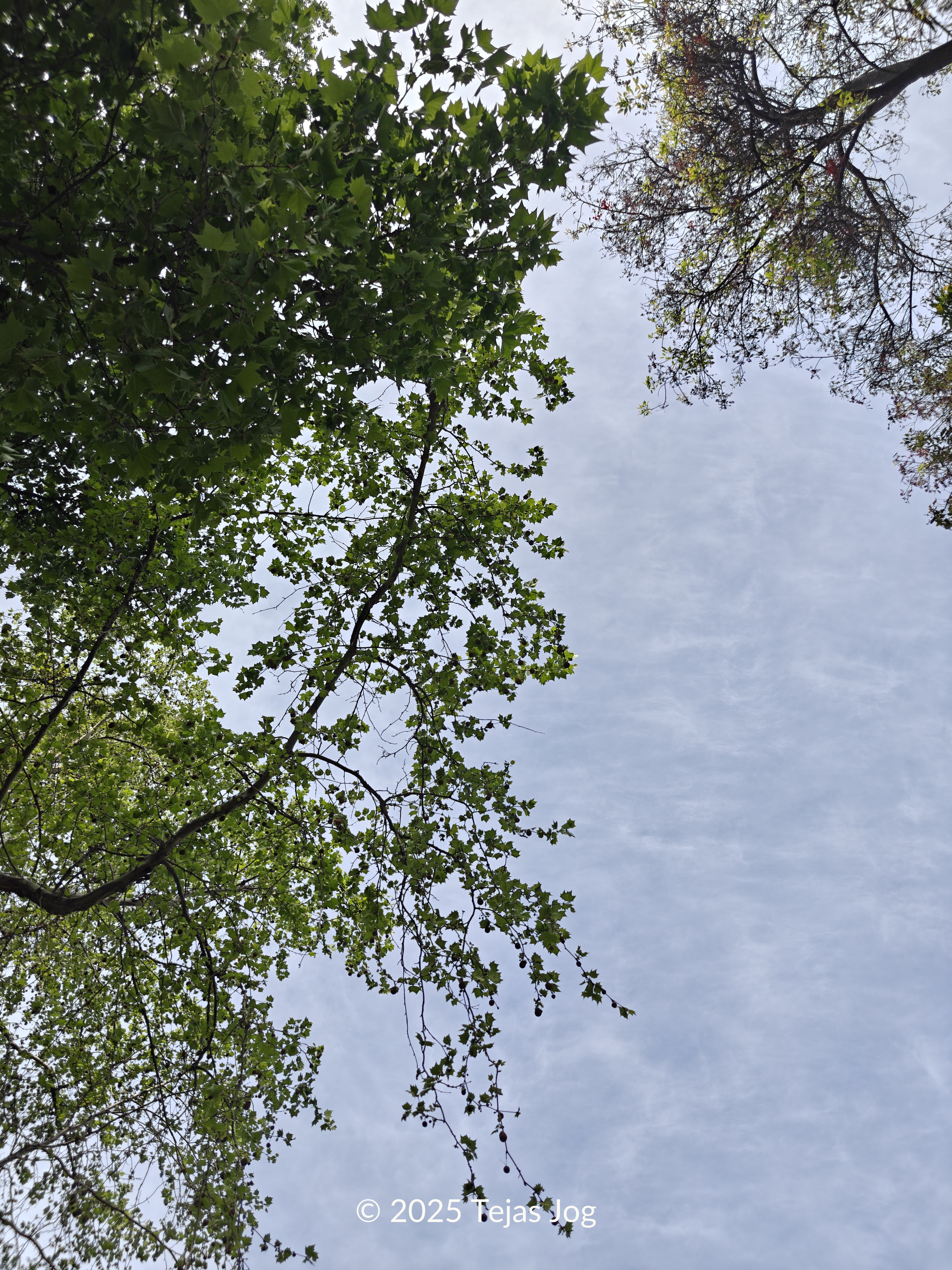 Parque Forestal
